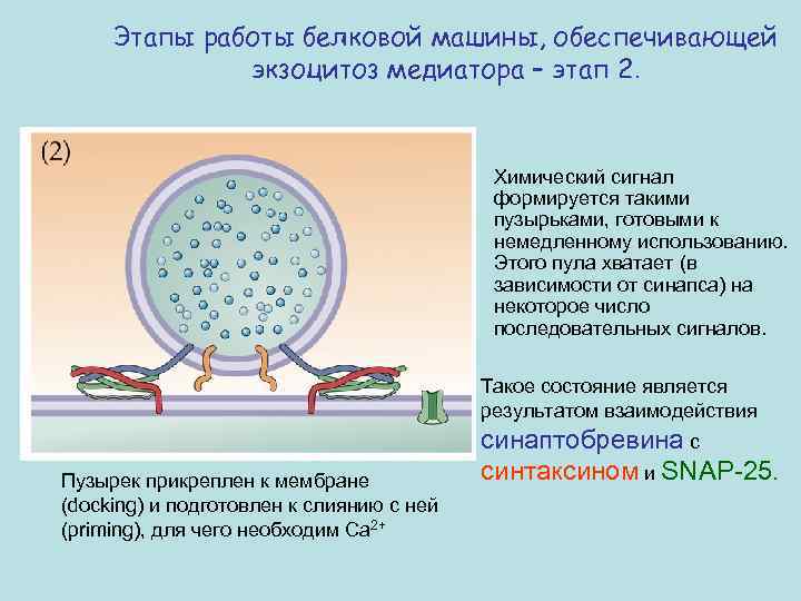 Этапы работы белковой машины, обеспечивающей экзоцитоз медиатора – этап 2. Химический сигнал формируется такими