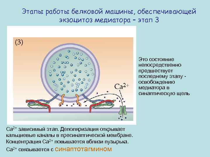 Этапы работы белковой машины, обеспечивающей экзоцитоз медиатора – этап 3 Это состояние непосредственно предшествует