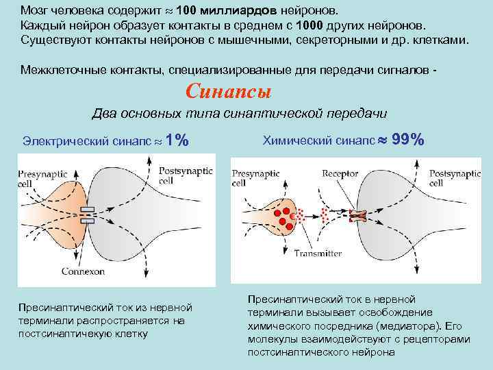Мозг человека содержит » 100 миллиардов нейронов. Каждый нейрон образует контакты в среднем с