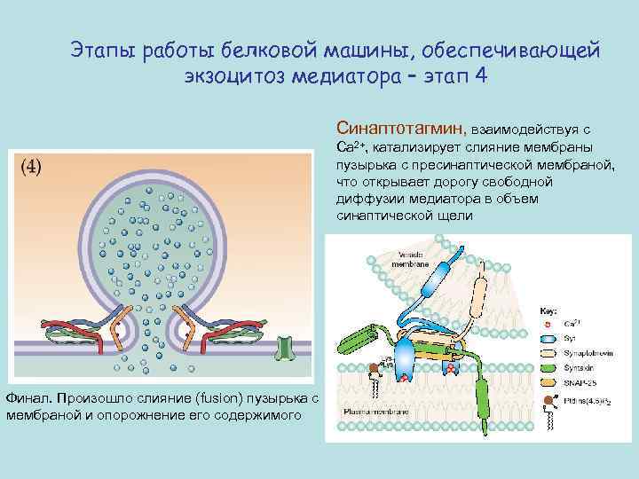 Этапы работы белковой машины, обеспечивающей экзоцитоз медиатора – этап 4 Синаптотагмин, взаимодействуя с Са