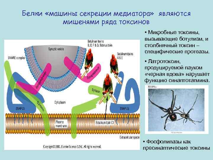 Белки «машины секреции медиатора» являются мишенями ряда токсинов • Микробные токсины, вызывающие ботулизм, и