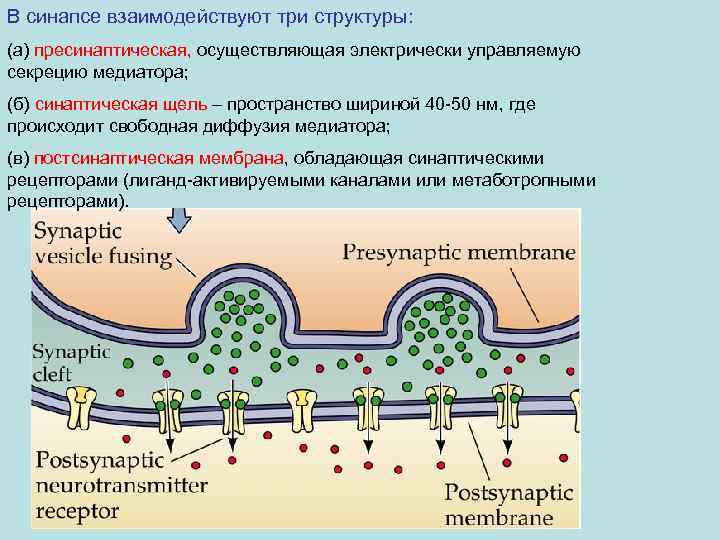 В синапсе взаимодействуют три структуры: (а) пресинаптическая, осуществляющая электрически управляемую секрецию медиатора; (б) синаптическая