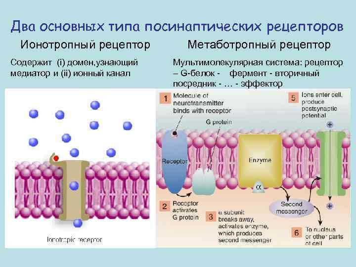 Два основных типа посинаптических рецепторов Ионотропный рецептор Содержит (i) домен, узнающий медиатор и (ii)