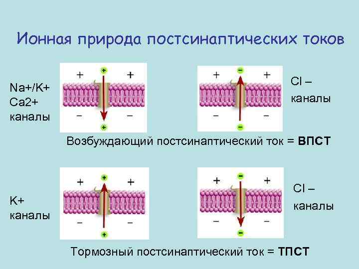 Na k ca. CA na k каналы. Ионные каналы типы ионных каналов. CL каналы. Потенциалзависимые CA каналы.