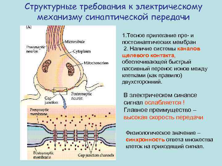 Структурные требования к электрическому механизму синаптической передачи 1. Тесное прилегание пре- и постсинаптических мембран