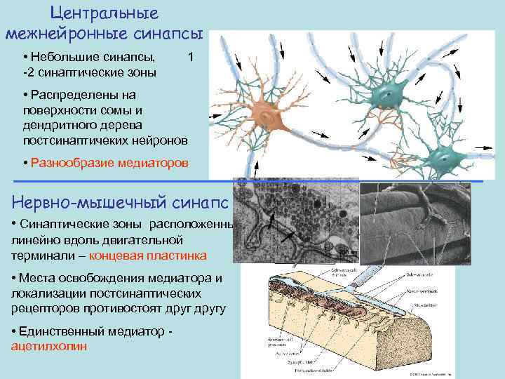 Центральные межнейронные синапсы • Небольшие синапсы, 1 -2 синаптические зоны • Распределены на поверхности