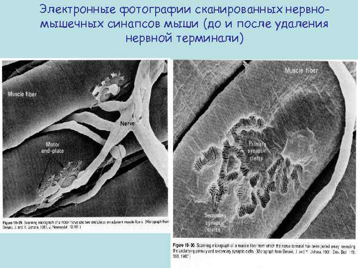 Электронные фотографии сканированных нервномышечных синапсов мыши (до и после удаления нервной терминали) 