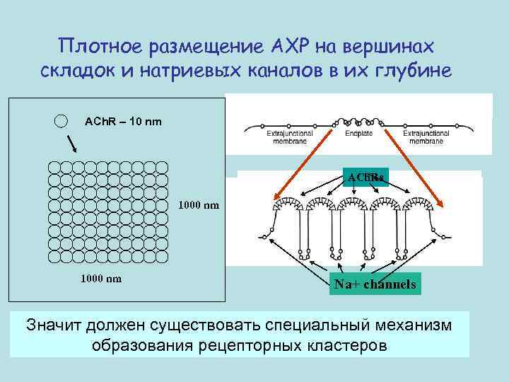 Плотное размещение АХР на вершинах складок и натриевых каналов в их глубине ACh. R