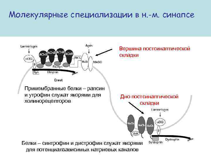 Молекулярные специализации в н. -м. синапсе Вершина постсинаптической складки Примембранные белки – рапсин и