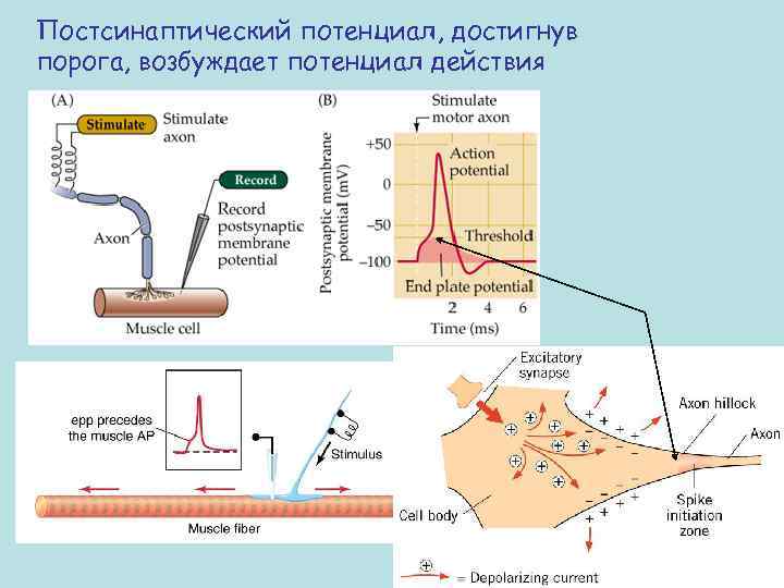 Постсинаптический потенциал, достигнув порога, возбуждает потенциал действия 