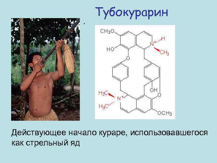 . Тубокурарин Действующее начало кураре, использовавшегося как стрельный яд 