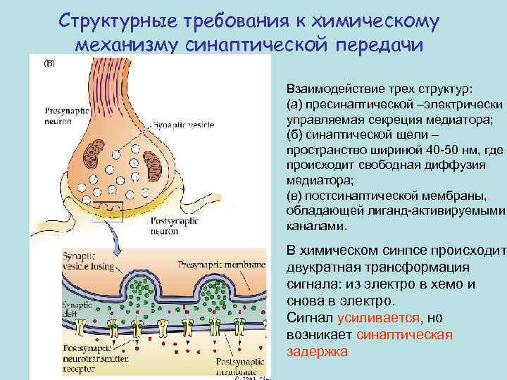 Структурные требования к химическому механизму синаптической передачи Взаимодействие трех структур: (а) пресинаптической –электрически управляемая