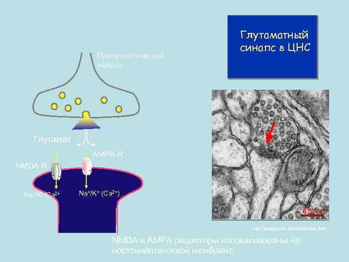 Пресинаптический нейрон Глутаматный синапс в ЦНС Глутамат AMPA-R NMDA-R Na+/K+/Ca 2+ Na+/K+ (Ca 2+)