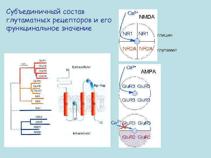 Субъединичный состав глутаматных рецепторов и его функцинальное значение NMDA глицин глутамат AMPA Са 2+