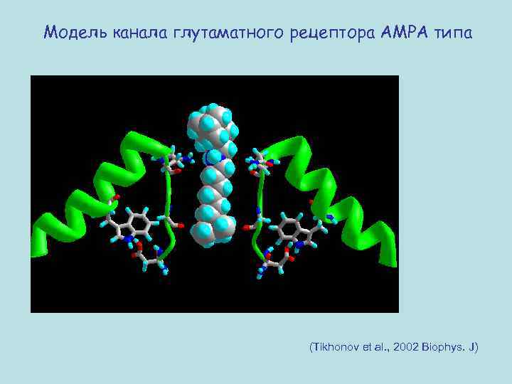  Модель канала глутаматного рецептора АМРА типа (Tikhonov et al. , 2002 Biophys. J)