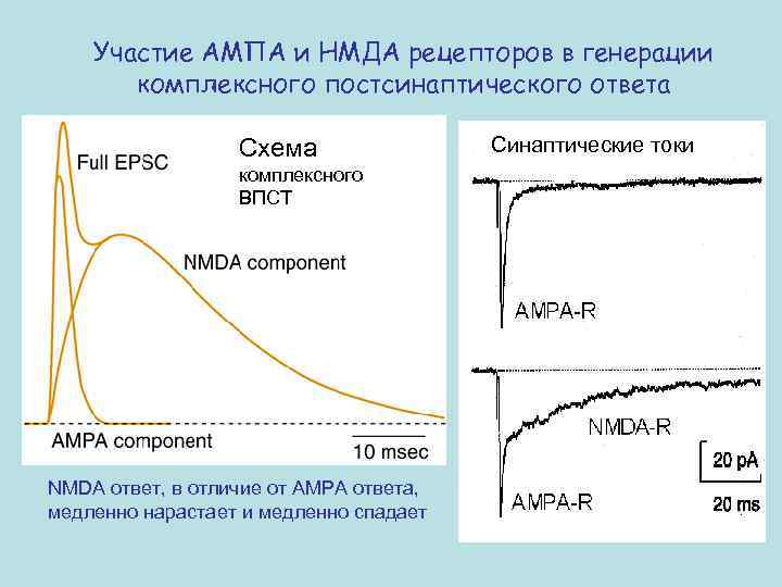 Участие АМПА и НМДА рецепторов в генерации комплексного постсинаптического ответа Схема комплексного ВПСТ NMDA