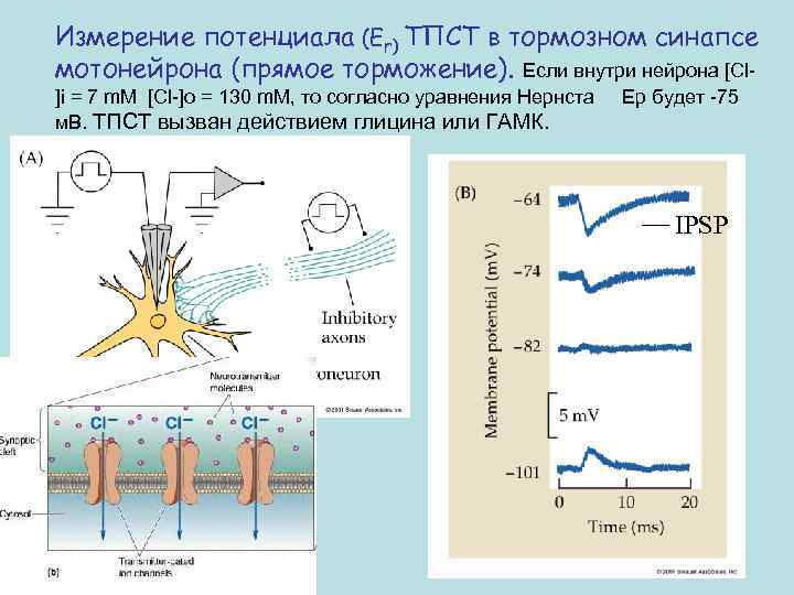 Измерение потенциала (Er) ТПСТ в тормозном синапсе мотонейрона (прямое торможение). Если внутри нейрона [Cl]i