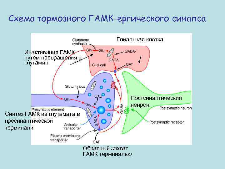 Механизм действия гамк схема