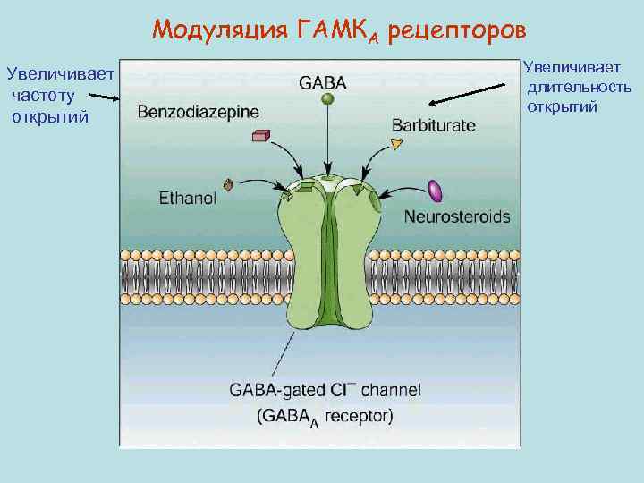 Модуляция ГАМКА рецепторов Увеличивает частоту открытий Увеличивает длительность открытий 