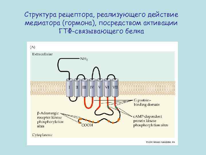 Структура рецептора, реализующего действие медиатора (гормона), посредством активации ГТФ-связывающего белка 