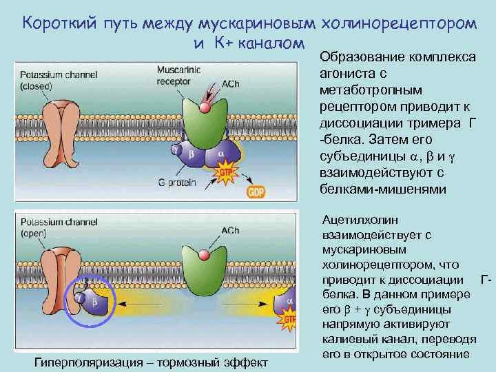 Короткий путь между мускариновым холинорецептором и К+ каналом Образование комплекса агониста с метаботропным рецептором