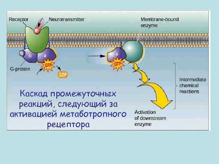 Каскад промежуточных реакций, следующий за активацией метаботропного рецептора 