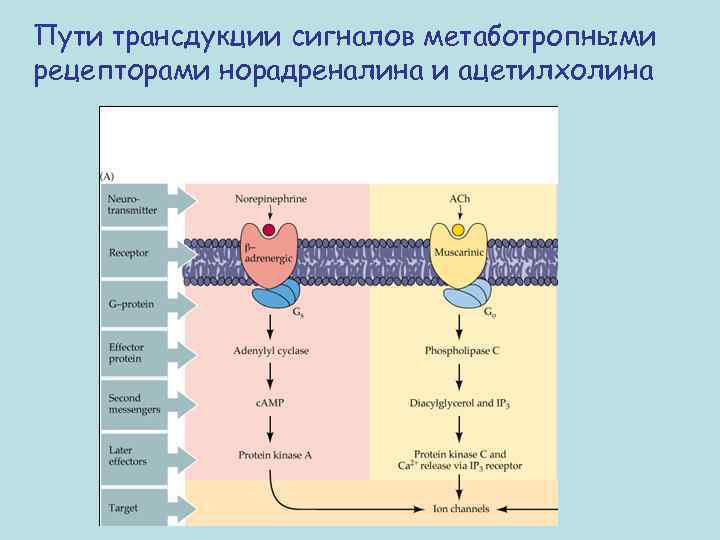 Общая схема трансдукции сигнала