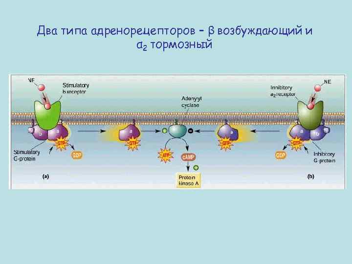 Два типа адренорецепторов – β возбуждающий и α 2 тормозный 