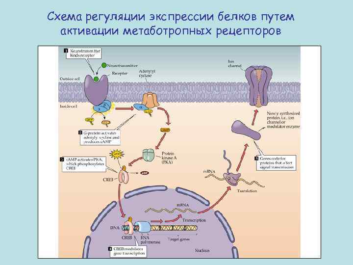 Схема регуляции экспрессии белков путем активации метаботропных рецепторов 