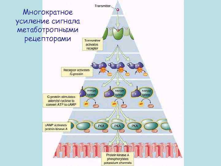 Многократное усиление сигнала метаботропными рецепторами 