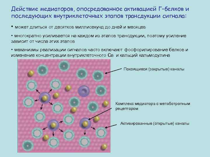 Действие медиаторов, опосредованное активацией Г-белков и последующих внутриклеточных этапов трансдукции сигнала: • может длиться