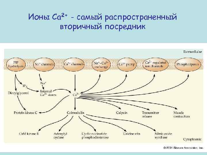 Ионы Са 2+ - самый распространенный вторичный посредник 