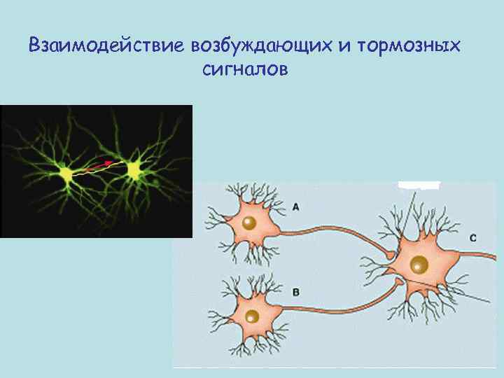 Взаимодействие возбуждающих и тормозных сигналов 