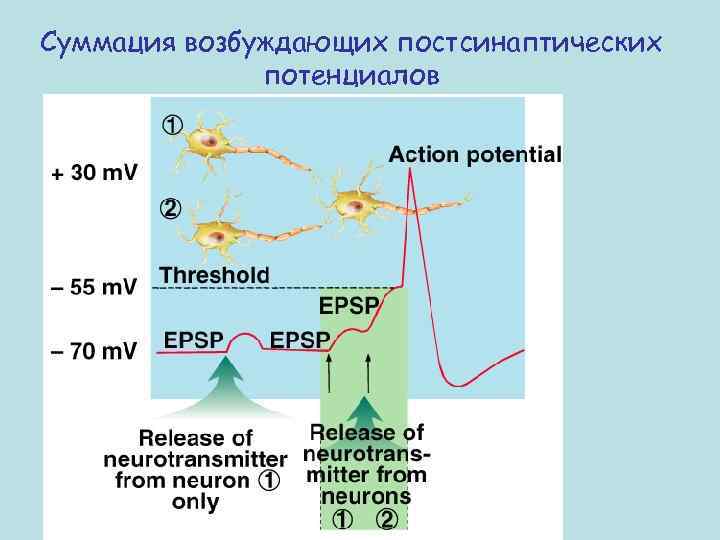 Суммация возбуждающих постсинаптических потенциалов 