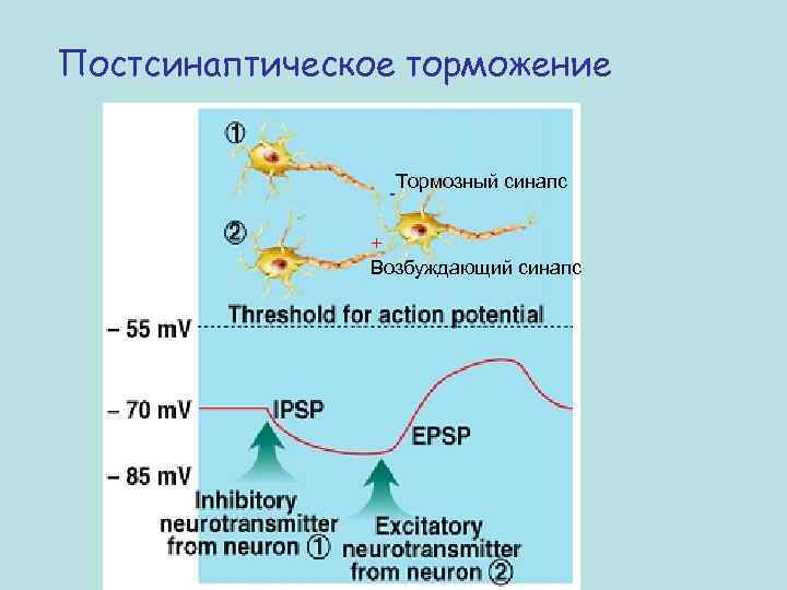 Постсинаптическое торможение Тормозный синапс + Возбуждающий синапс 