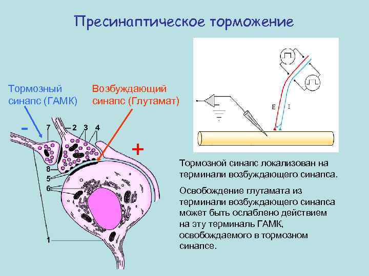 Пресинаптическое торможение Тормозный синапс (ГАМК) - Возбуждающий синапс (Глутамат) + Тормозной синапс локализован на