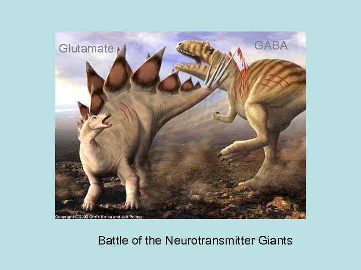 Glutamate GABA Battle of the Neurotransmitter Giants 