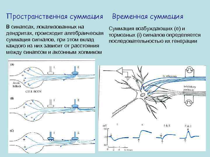 Пространственная суммация Временная суммация В синапсах, локализованных на Суммация возбуждающих (е) и дендритах, происходит