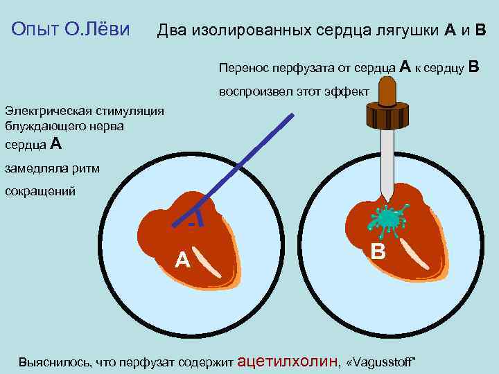 Зама в сердце