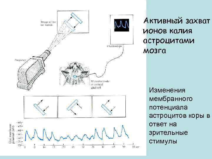 Активный захват ионов калия астроцитами мозга Изменения мембранного потенциала астроцитов коры в ответ на