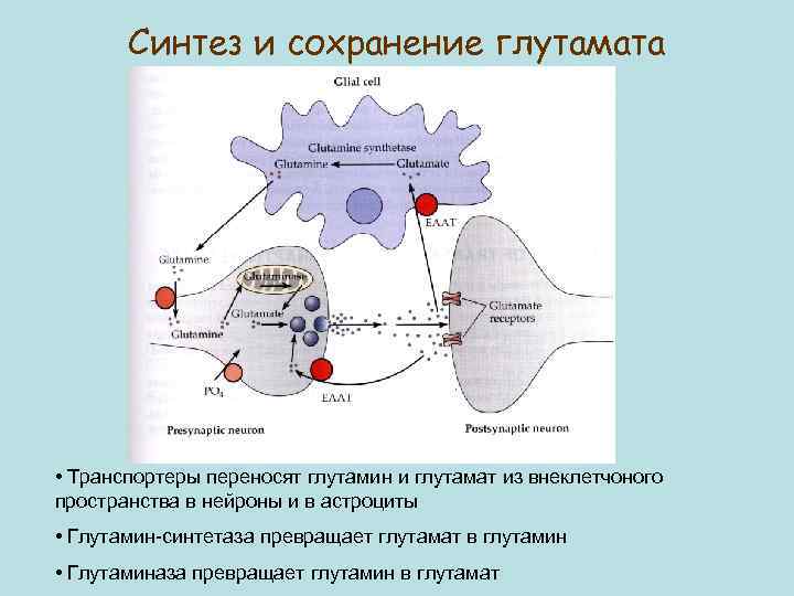 Синтез и сохранение глутамата • Транспортеры переносят глутамин и глутамат из внеклетчоного пространства в