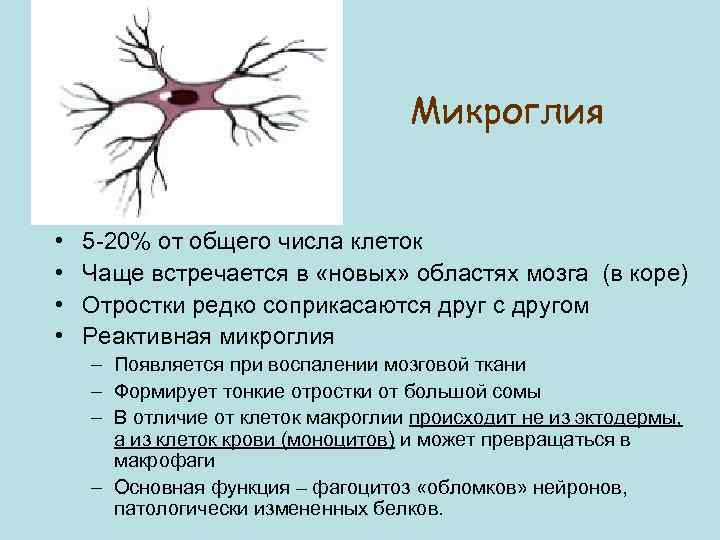 Микроглия • • 5 -20% от общего числа клеток Чаще встречается в «новых» областях