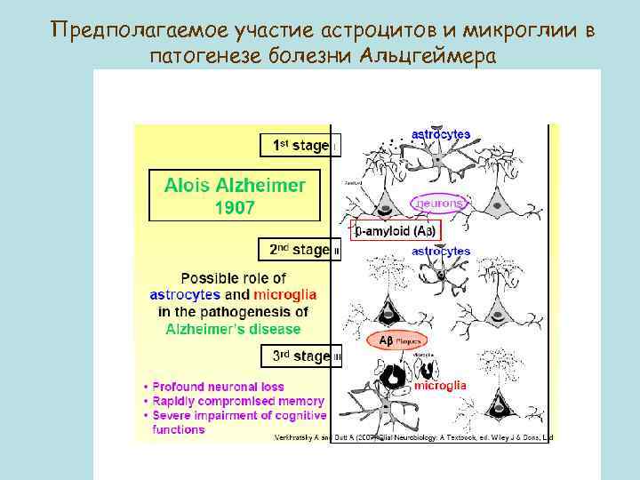 Предполагаемое участие астроцитов и микроглии в патогенезе болезни Альцгеймера 