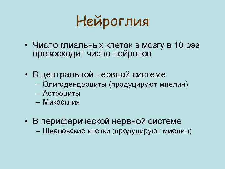 Нейроглия • Число глиальных клеток в мозгу в 10 раз превосходит число нейронов •