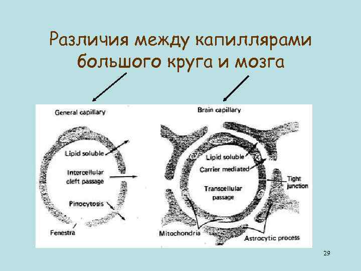 Различия между капиллярами большого круга и мозга 29 