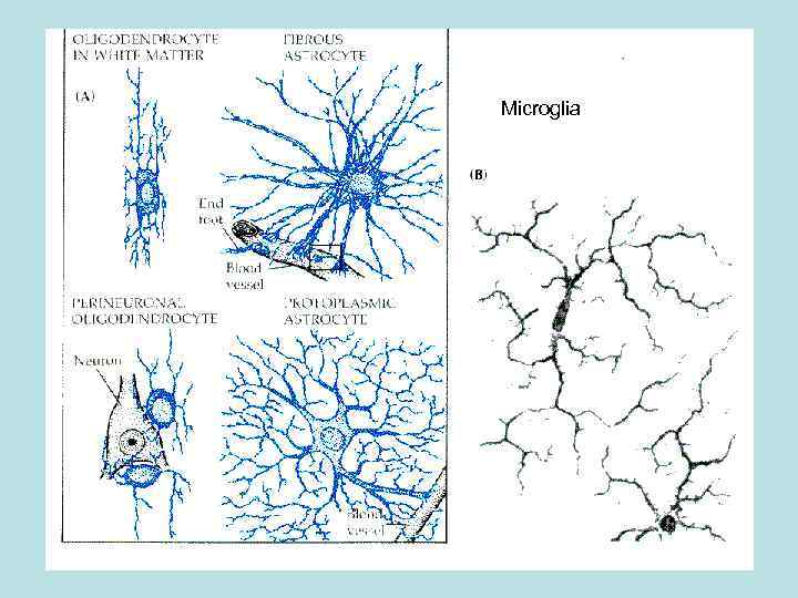 Microglia 