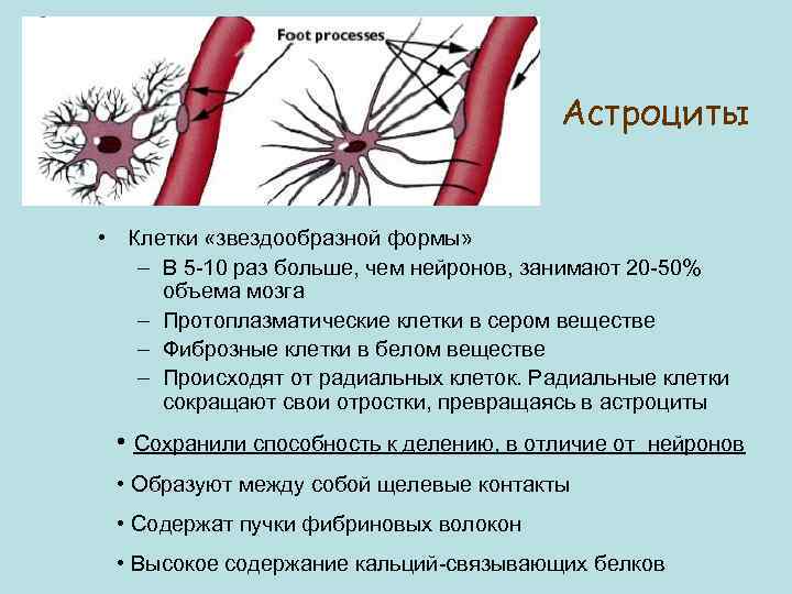 Астроциты • Клетки «звездообразной формы» – В 5 -10 раз больше, чем нейронов, занимают