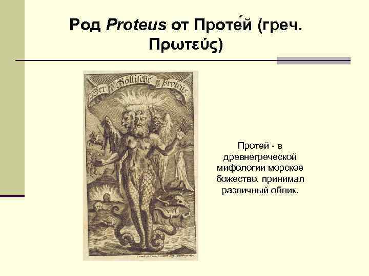 Род Proteus от Проте й (греч. Πρωτεύς) Протей - в древнегреческой мифологии морское божество,