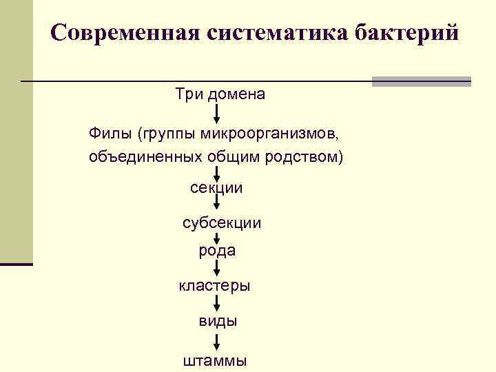 Классификация бактерий микробиология схема