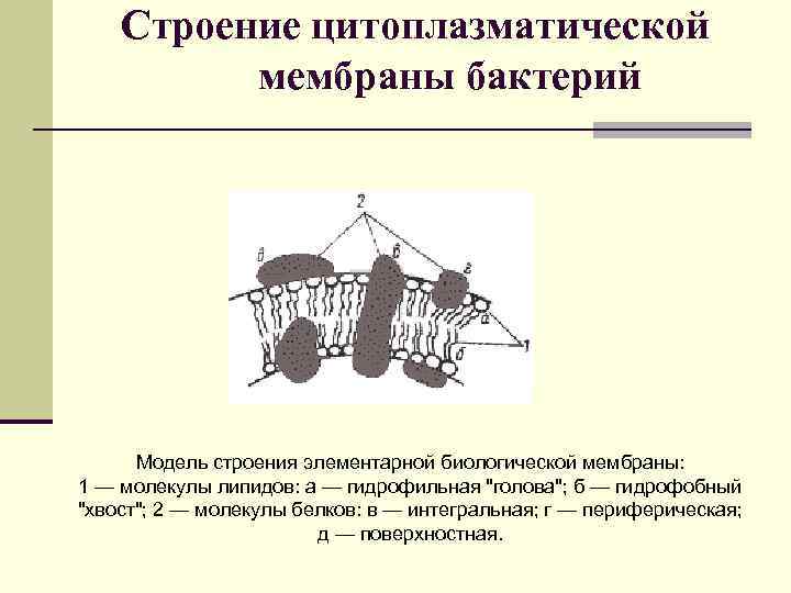 Мембрана бактерий. Цитоплазматическая мембрана бактериальной клетки. Строение цитоплазматической мембраны бактериальной. Строение цитоплазматической мембраны бактериальной клетки. Строение цитоплазматической мембраны бактерий.